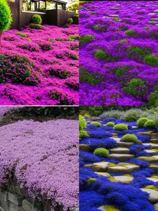 200 Creeping Thyme Seeds – Multi-Color Ground Cover for Gardens, Pathways & Stepping Stones