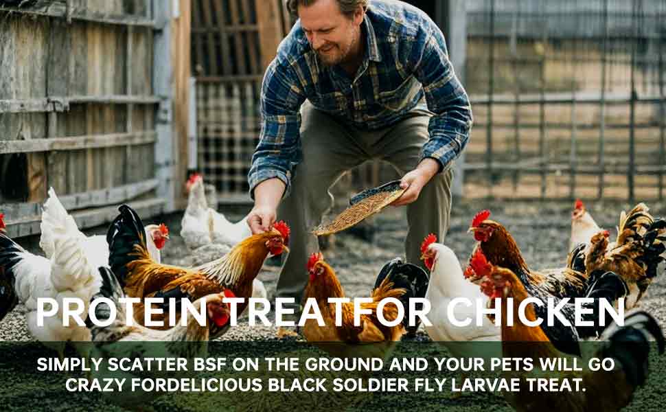 11LBS Non-GMO-Dried Worms for Chickens All Natural Dried Black Soldier Fly Larva Treats, Dried Meal Worms for Chickens, Hens, Birds... Dry Food  treats for chickens    fly larva   Feeding