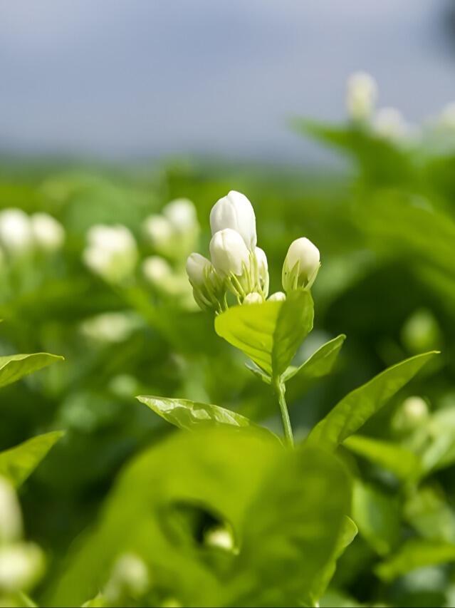 Jasmine Flower Seeds for Planting Fragrant Plant Seeds Non-GMO Garden Home Jasmine Garden Balcony Flower