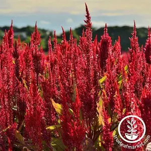 Celosia Seeds - Plumed - Forest Fire