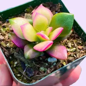 Anacampseros Sunrise Variegata Pink Succulent Plant Compact Rosette-forming with Pink Green & Yellow Hues for Small Pots Colorful Outdoor