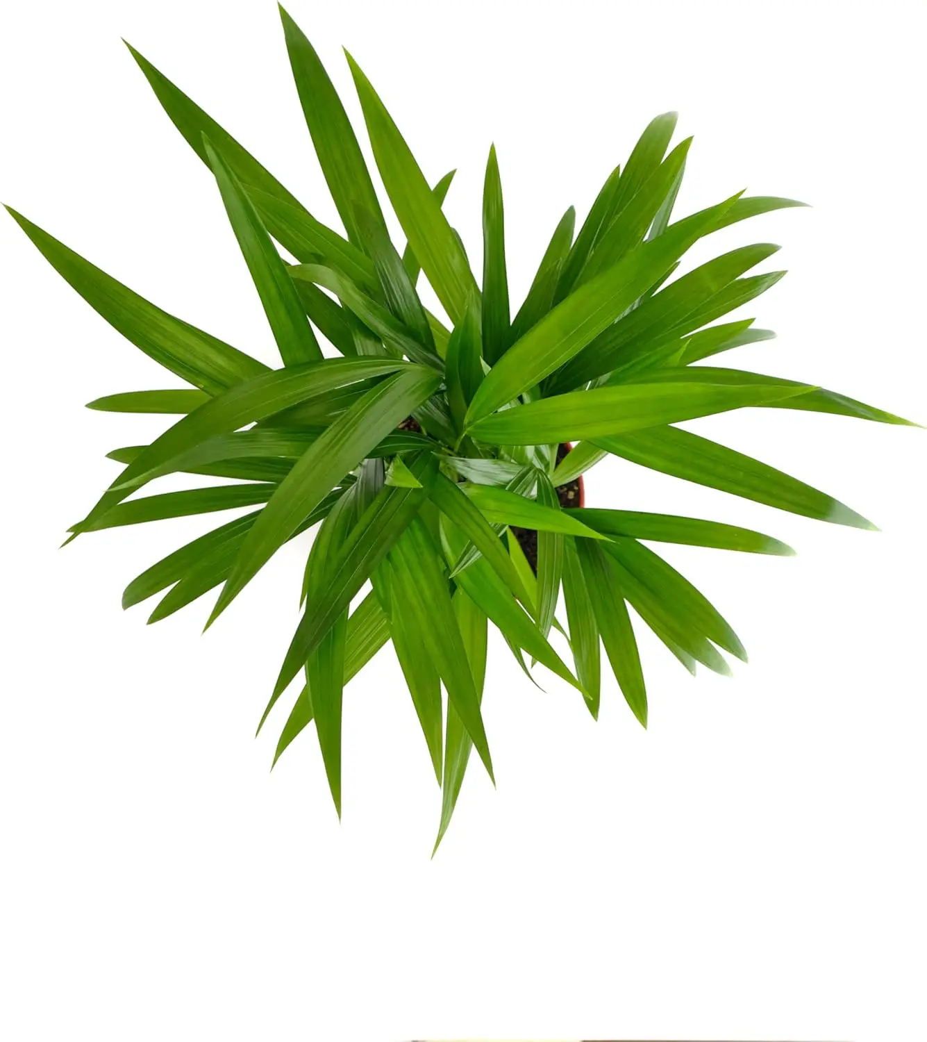 Shop Succulents Areca Palm, Live Indoor Plant, Low Maintenance Tropical Palm, Ideal for Home Decor, Office, and Room Enhancement, 6 Inch Nursery Pot