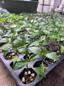 (Pre Order) Live Brown Jalapeño Pepper Plant 3-6 Inch’s – Organic Spicy Hot Pepper Seedling for Home Garden