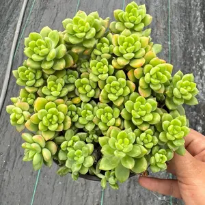 Sedum Alice Evan’s 6 inch pot Succulent