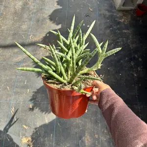 Sansevieria 8 inch pot Plant