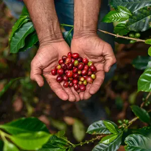 Sunrise Blend Coffee Blend