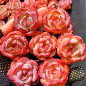 Echeveria ‘Strawberry Almond’ Live Succulent | Colorful Rare Succulent | Bare Root | Easy Care #Succulent #PlantTok #RarePlants #IndoorPlants #SucculentLovers #HomeDecor #GardenDecor