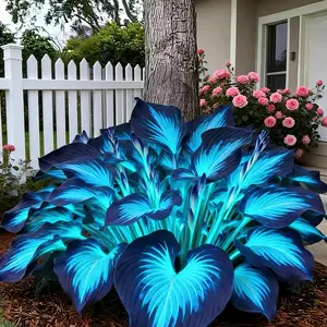 1000+ Mixed Color Hosta Seeds Pack – Easy Growing Perennial Flowers for Small Garden Areas and Garden Borders