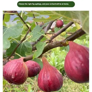 Non-GMO Heirloom Fig Tree Seedling – Live Fruit Tree Starter for Backyard Garden, Patio Container, & Home Orchard, Fast Fruiting, Easy Care, Sweet Fresh Figs for DIY Gardening