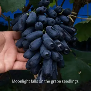 Moonlight Grape Plant for Planting – Backyard Fruit Garden Vine for Trellis Support, Fence or Arbor Growing, Suitable for Patio and Home Garden Spaces