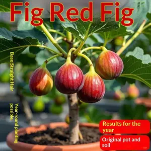 Fruit-Bearing Fig Sapling - Sturdy Roots, Easy Planting, Tasty Figs - With Nutrient Soil, Ideal for New Gardeners, Edible Same Year