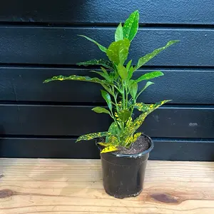 Joseph’s coat plant freckles 4 inch planter