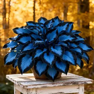 200pcs Mix Colors Hosta Seeds Perennial Shade Plant for Garden and Yard USA-Made Non-GMO with Care Instructions Suitable for