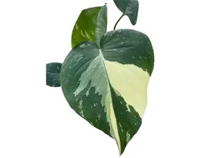 Monstera Thai Constellation (seedling)