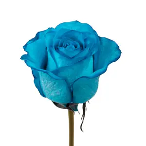 Turquoise Tinted Roses