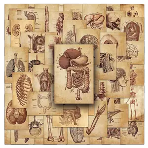 50 Pcs Vintage Medical Anatomy Stickers | Retro Science-Themed Vinyl Decals for Laptop, Journal & Scrapbooking