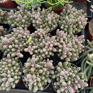 Peanut cactus 6 in pot  plant