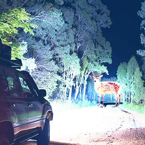 Nilight Headlight Assembly for 1999 2000 2001 2002 2003 2004 Ford Mustang Headlamps Replacement Black Housing Clear Reflector Driver and Passenger Side Nilight Headlight Assembly for 1999 2000 2001 2002 2003 2004 Ford Mustang Headlamps Replacement Black Housing Clear Reflector Driver and Passenger Side