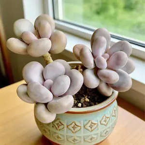 Graptopetalum amethystinum ‘cheese’  Unique Statement Succulent | Rare Live Plant | Aesthetic Home Decor | TikTok Viral Plant | Easy Care Gift Ready