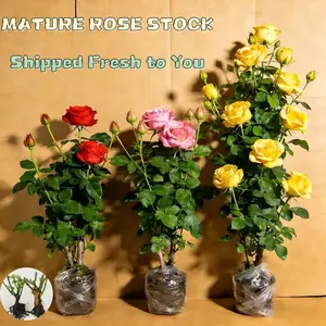 Climbing & Bush Rose Plants: Giant Blooms, Lush Roots (Red/Pink/Yellow), Perfect for Balcony/Garden, Beginner-Friendly!