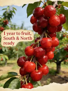 Heirloom Non-GMO-Cherry Live Plant Seedlings – Compact Starter Fruit Trees for Gardens, Containers, and Home Orchards