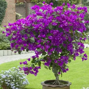 Multicolor Bougainvillea, Trangular Plum-South American Jasmine 50 Seeds , Striking Landscaping Privacy Screen Plant Fast Growing & Maintain