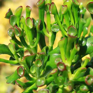 ET Fingers-Shrek Ears 'Crassula ovata Gollum Jade'