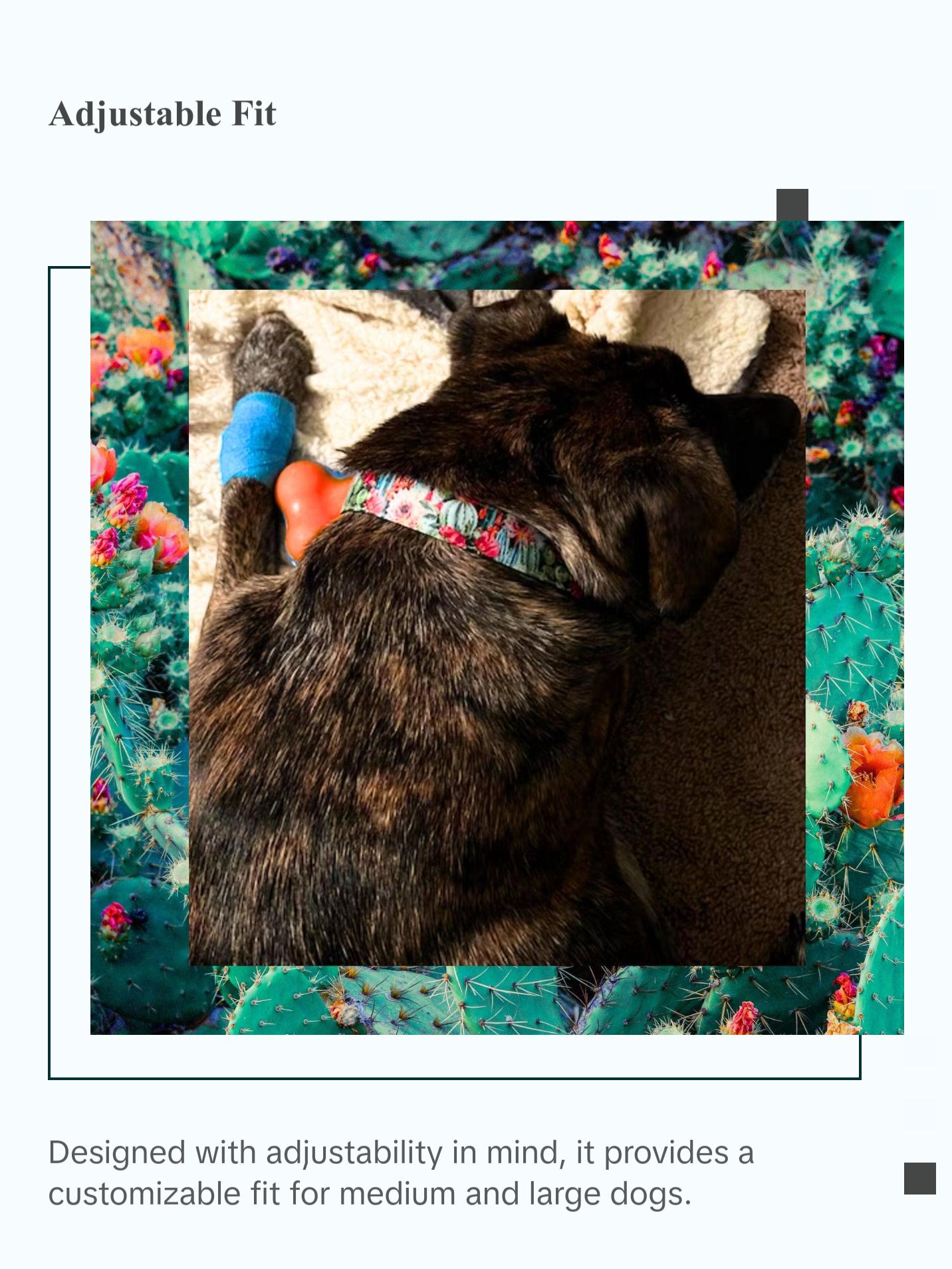 Colorful Cactus Saguaro Dog Collar - Perfect for Your Pet