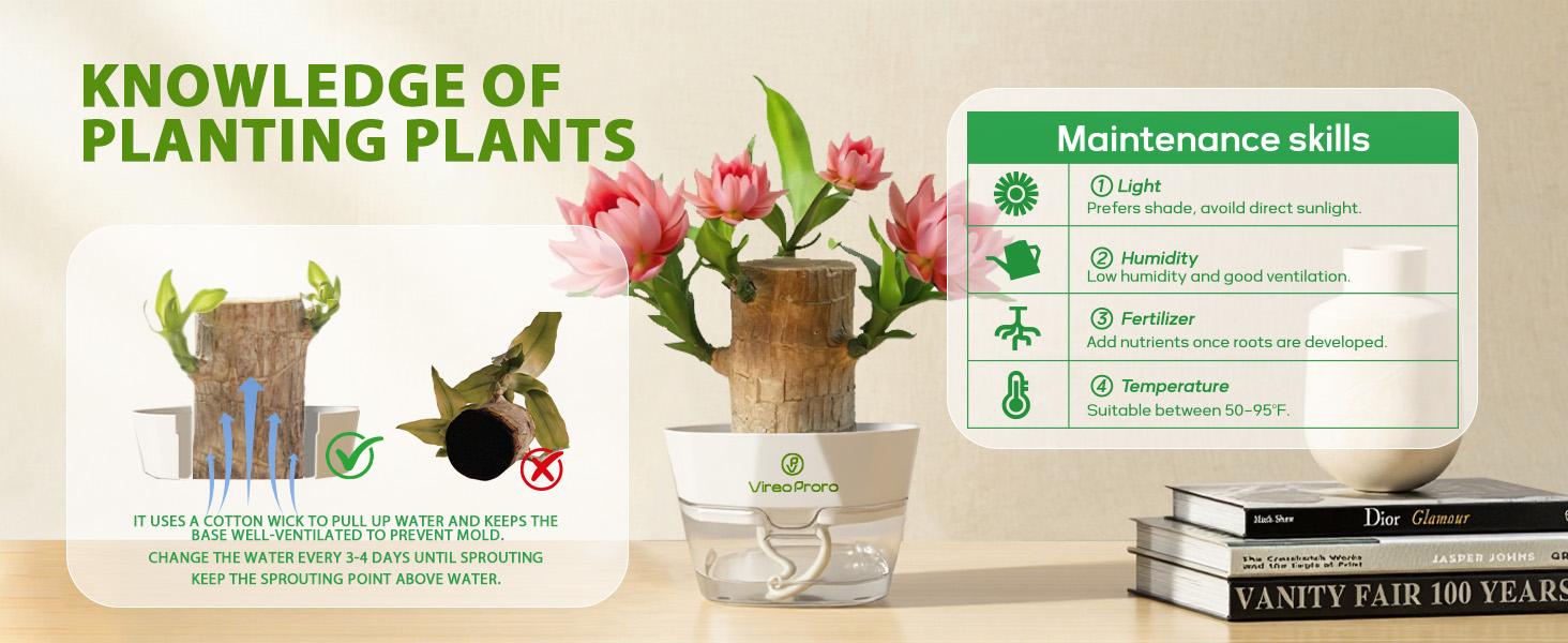 Fresh Harvested Brazilian Lucky Wood Live Plant - 1 Pack Nutrient Solution, U.S. Farm Palo de Brasil, Healthy Arrival, Indoor Desktop Lucky Plant