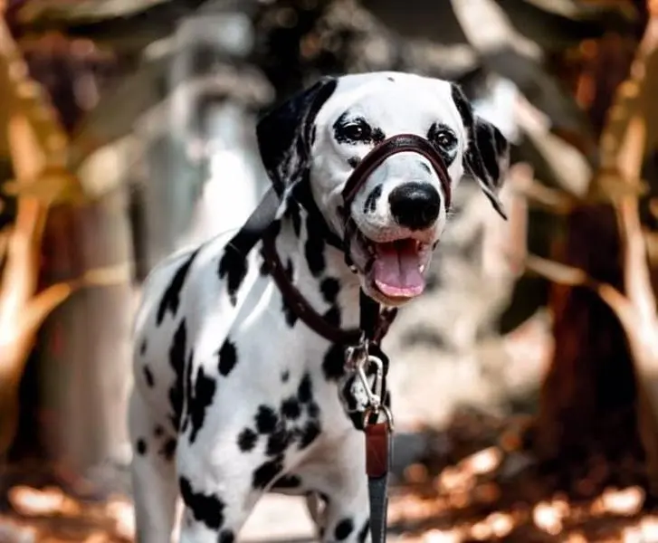 Dog Halti Optifit Headcollar