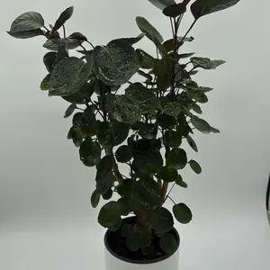 Aralia Fabian Tree 6" pot  - Upright Sculptural Growth - Easy Care Indoor Plant - Compact Size with Bold Look - Round Deep-Green Leaves