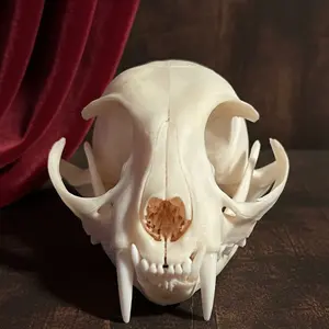 Cat Skull (Real Bone)