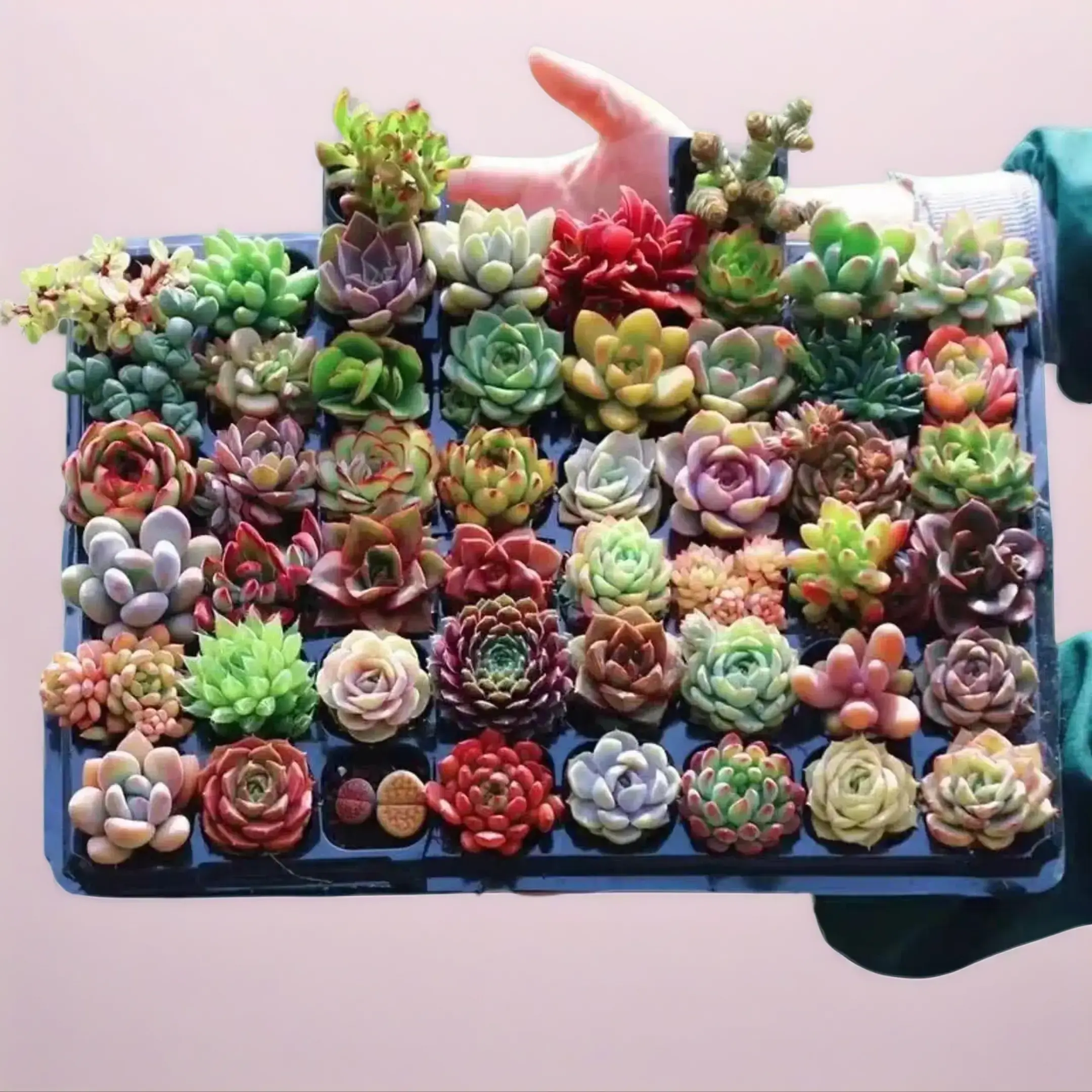 Must-Have 12 Pack Succulent Set  0.5–1.5” Random Assorted Succulents, Easy Care, Bare Root Live Plants, Aesthetic Decor, Perfect Gift Houseplants