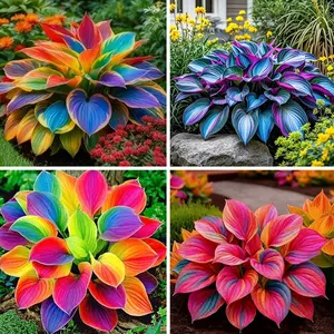 1000+ Hosta Seeds for Planting – Hardy Shade Loving Perennial Plants, Easy to Grow Garden Flowers for Backyard, Borders and Landscape Gardening