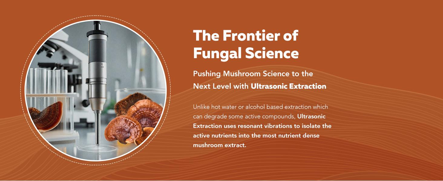 Organic Reishi Mushroom Capsules | 70% Beta Glucans – US Grown & Ultrasonically Extracted – Supports Overall Wellbeing – 60 Capsules Healthcare Dietary Organic Reishi Mushroom Capsules | 70% Beta Glucans – US Grown & Ultrasonically Extracted – Supports Overall Wellbeing – 60 Capsules Healthcare Dietary