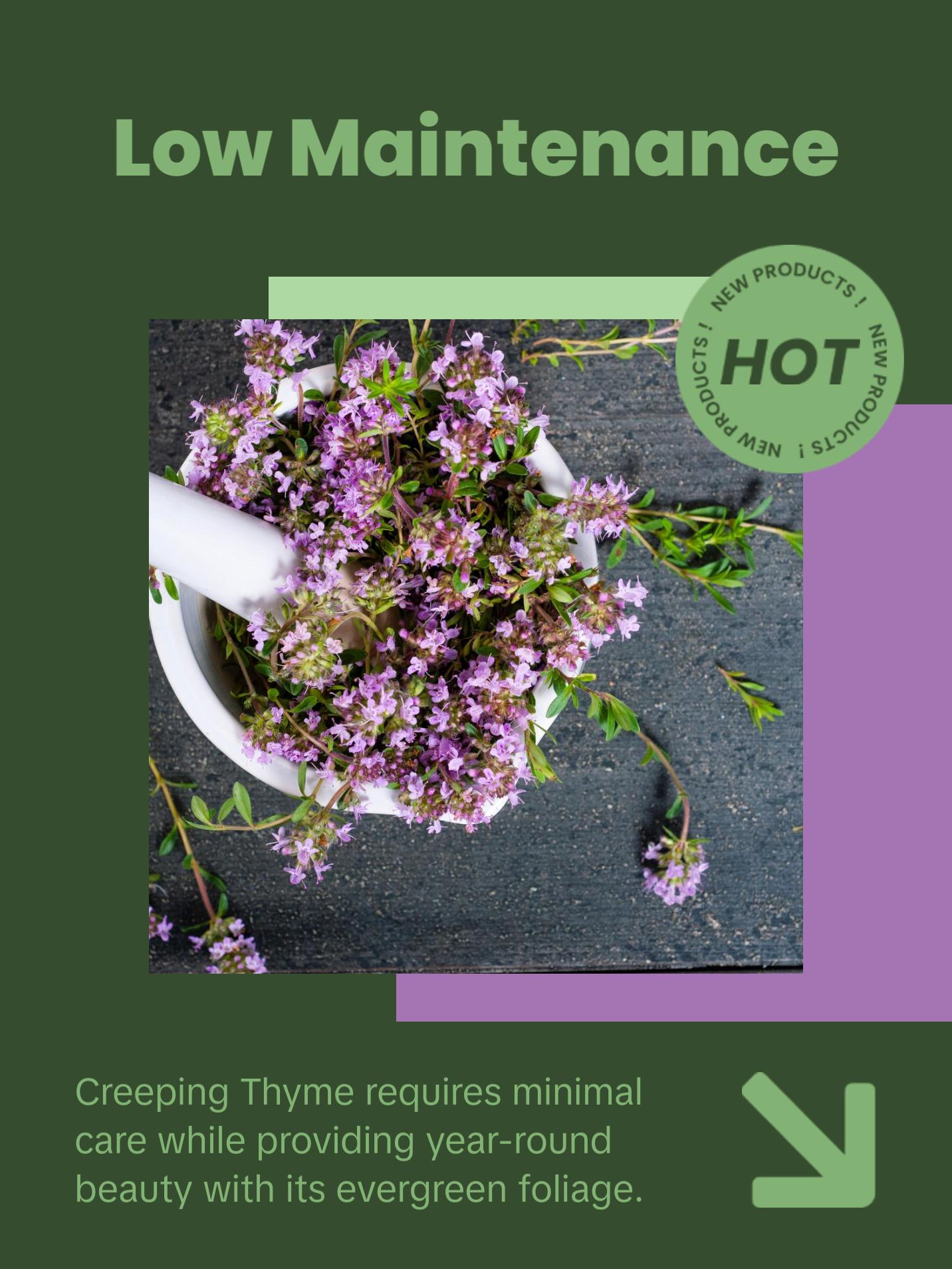 Organic Creeping Thyme Seeds (Thymus serpyllum) – 250+ Seeds for Herb Gardens, Ground Cover, and Pollinator Gardens