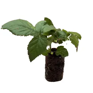 Natchez Blackberry Plug Plants – Thornless Early-Season Variety | Extra-Large Sweet Berries | High Yield & Cold Hardy | Hand Picked Nursery
