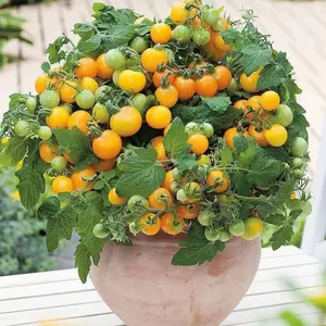 Fast Growing Super Sweet Tomato Seeds 103pcs Heirloom Variety Indoor Outdoor Garden Spring Planting Home Sowing High Yield Tasty Easy Grow Tomatoes