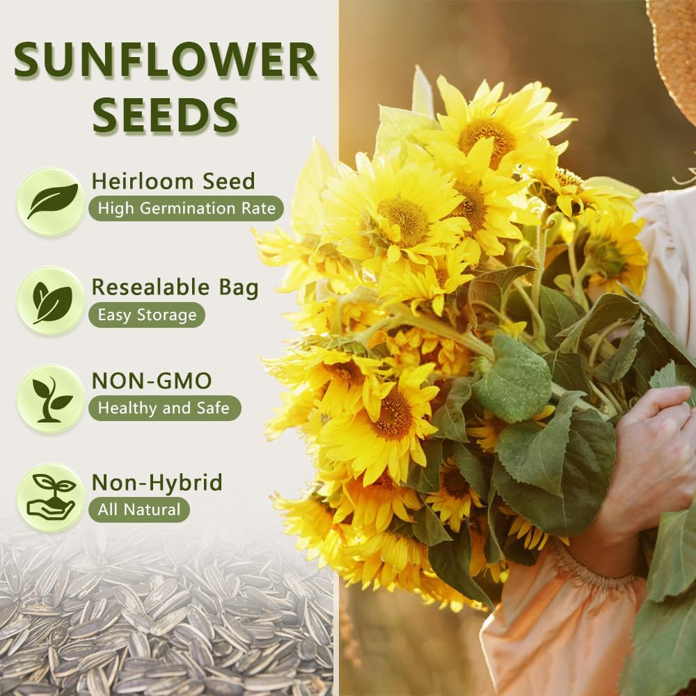 50+ Sunflower Seeds  - Helianthus Giganteus - Attracts Bees and Butterflies.    Helianthus Annuus Heirloom Open Pollinated Bulk Flower Seed Multicolored Sun Flowers Garden Favorite