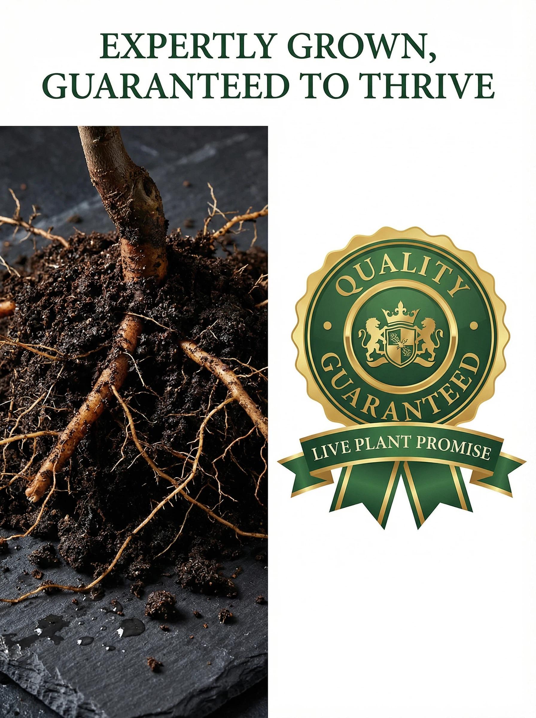 Live Exclusive  Heirloom Non-GMO Grafted Plum Tree Sapling – Live Perennial Fruit Tree for Outdoor Garden & Backyard Planting