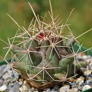 Thelocactus - Thelocactus matudae