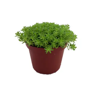 Fine Green Leaf Sedum - Stonecrop - Fairy Garden - Indoors/Out - 2.5" Pot