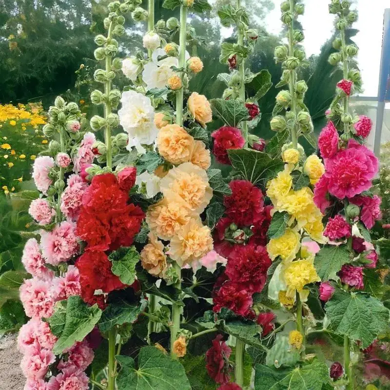 [Germinate or Refund Promise] 500pcs 'Radiant Rose' Double Hollyhock Seeds, Non-GMO Heirloom Hardy Biennial, Mixed Colors for Vibrant Tall Blooms, Outdoor Flowers, Blooming Plants, Continuous Flowering, Garden or Flower Pot Decor
