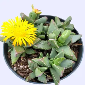 Tiger Jaws Succulent 4” - Low Maintenance Easy Care Plant