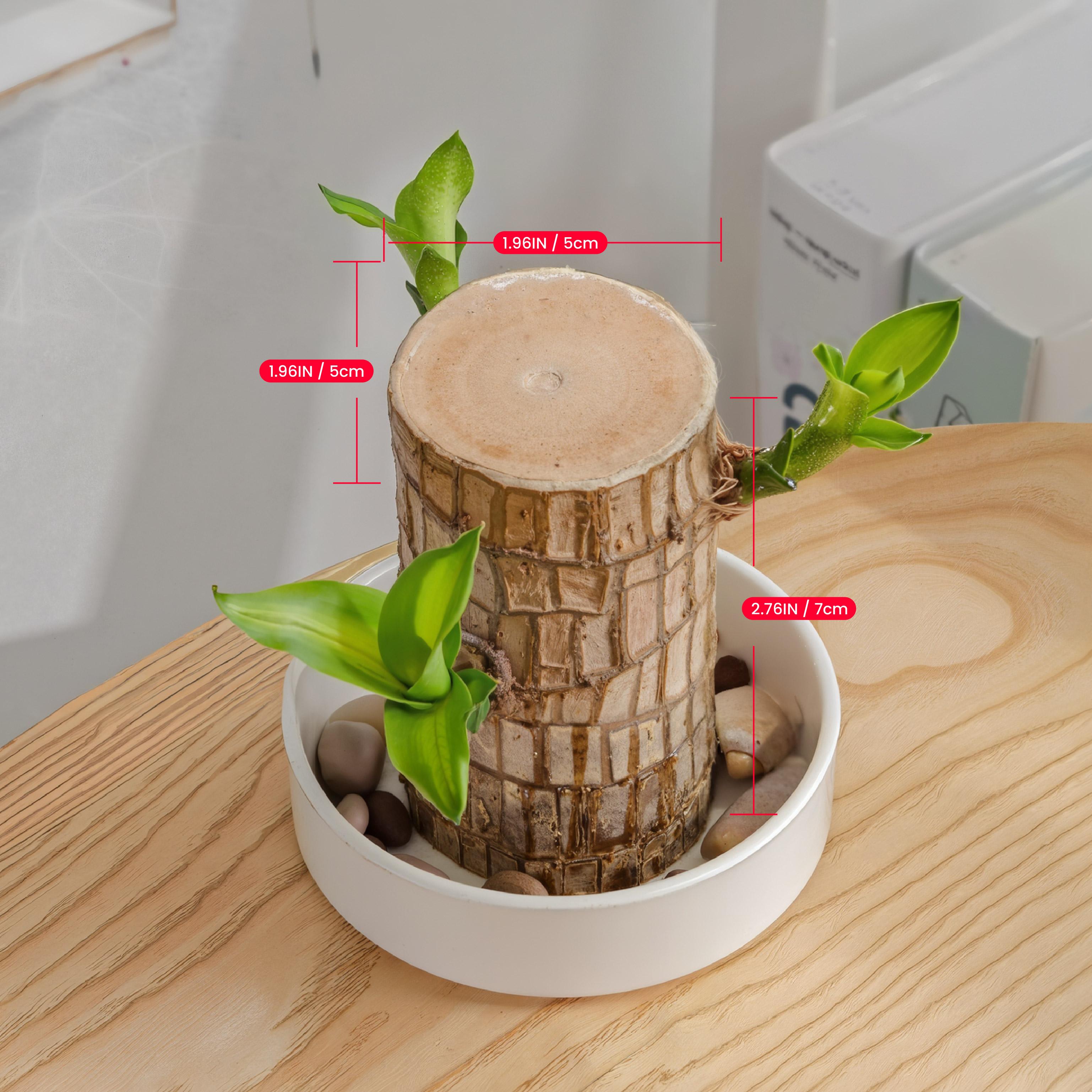 Brazilian lucky wood, 2026 new lucky Brazilian wood potted plant, mini Brazilian wood hydroponic plant, desktop decoration with double-layer water supply basin