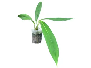 Anthurium decurrens
