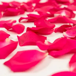 Hot Pink Rose Petals