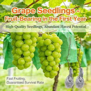 Home Garden Grape Seedling for Outdoor Planting, Easy Care Fruit Vine for New Gardeners