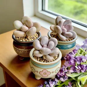 Graptopetalum amethystinum ‘cheese’  Unique Statement Succulent | Rare Live Plant | Aesthetic Home Decor | TikTok Viral Plant | Easy Care Gift Ready