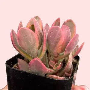 Crassula Money Maker Variegata - Greenhouse Grown Succulent Plant for Home Decor Decorative